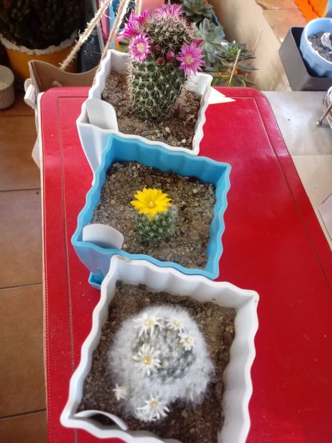  - Cactusi