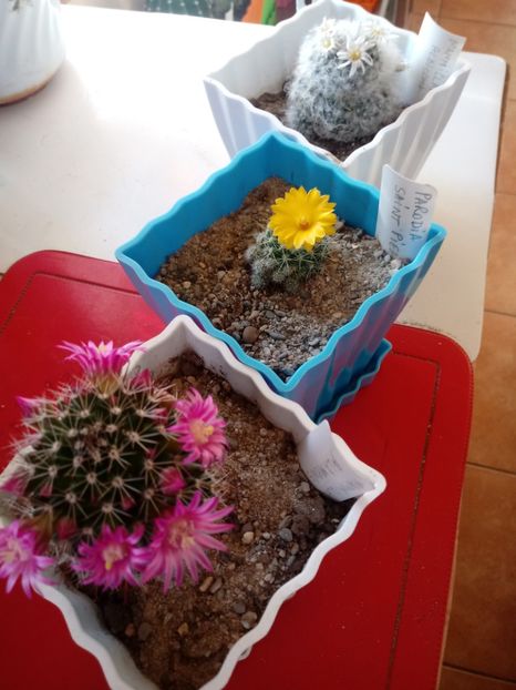  - Cactusi
