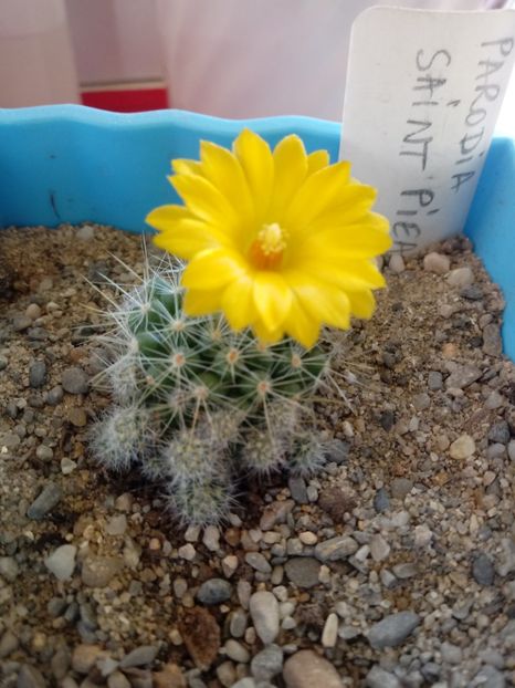  - Cactusi