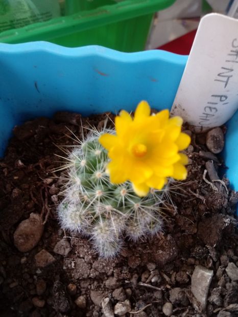  - Cactusi