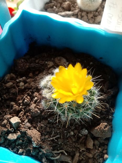  - Cactusi