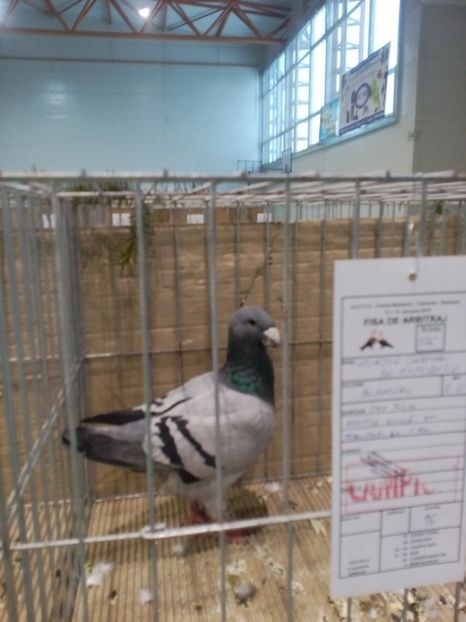  - Expoziție Moșnița Nouă Timiș