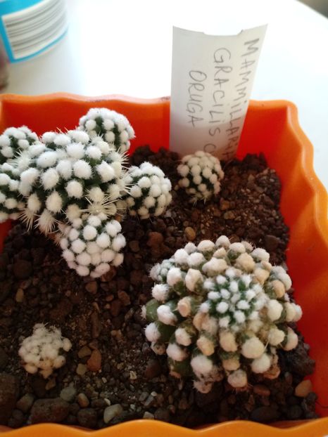  - Mammillaria