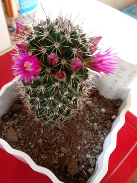  - Mammillaria