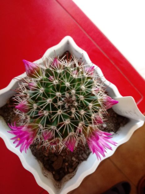  - Mammillaria