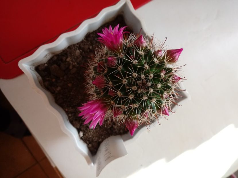  - Mammillaria