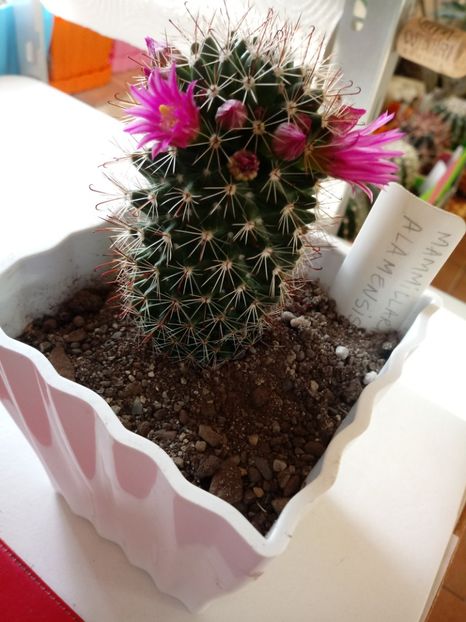  - Mammillaria