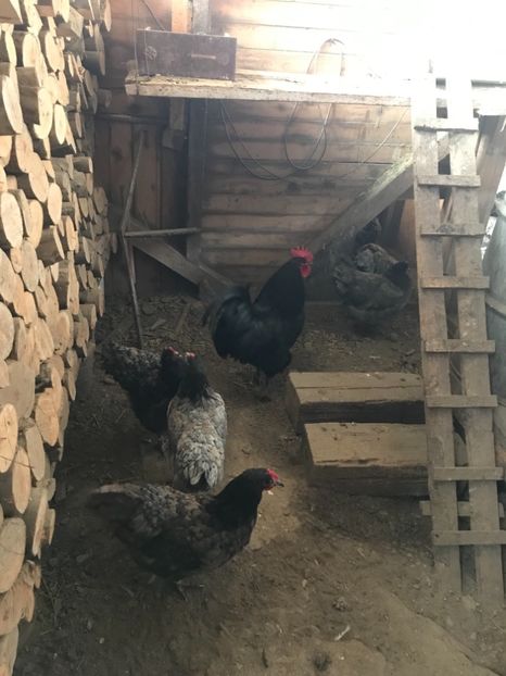 C198C592-F9EA-412D-932E-B5E6B21E7C25 - Australorp 2019