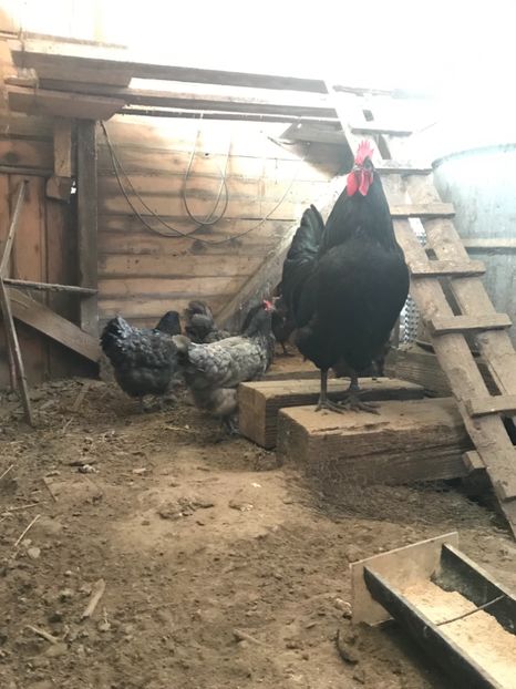 D8842D68-F0ED-4DEA-9405-4D27D04FFA90 - Australorp 2019