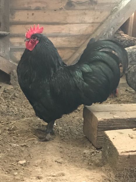 C39736C0-8D09-4B96-A5A8-63BBE7685C91 - Australorp 2019