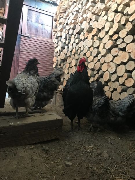 B7C1423F-1909-4FF2-894A-664E00F674A1 - Australorp 2019
