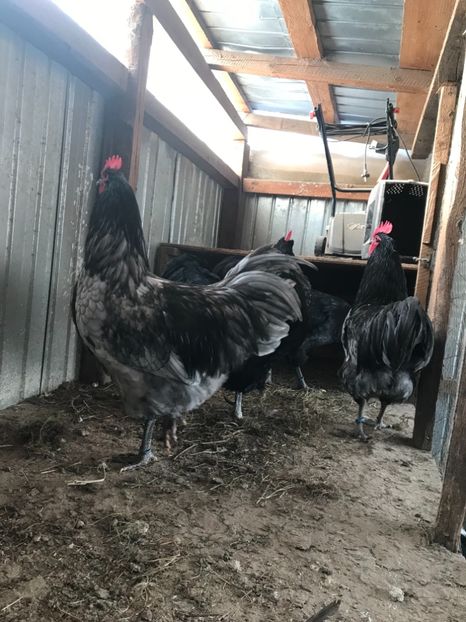 36440690-CB60-47D1-9616-97504AF8A40B - Australorp 2019