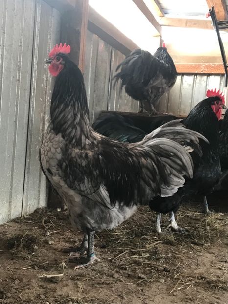 2F5632A0-DA72-405D-B2BD-000EE4EDADB8 - Australorp 2019