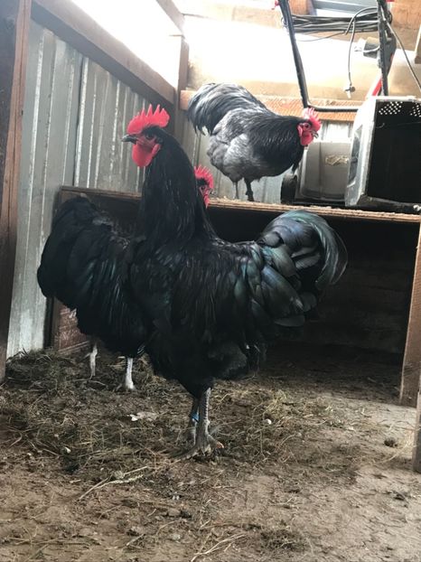 E31FC68F-89C2-4016-9EA9-D10FBCAC64BE - Australorp 2019