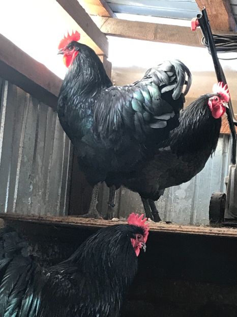 7BEC243C-8ACD-4AFB-B8E0-B074D122717B - Australorp 2019