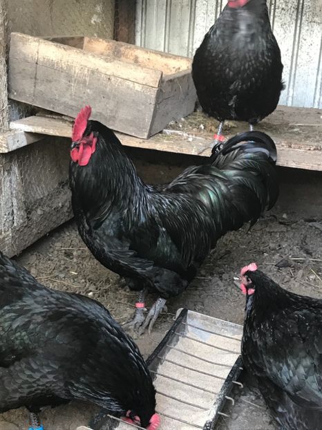 D44BB794-377B-4BE3-B1E1-E9903FDD0C87 - Australorp 2019