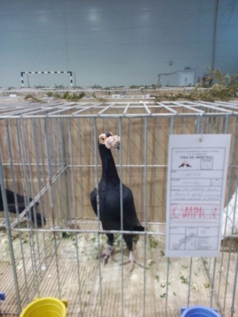  - Expoziție Moșnița Nouă Timiș