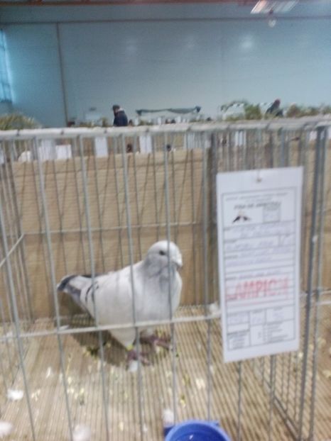  - Expoziție Moșnița Nouă Timiș