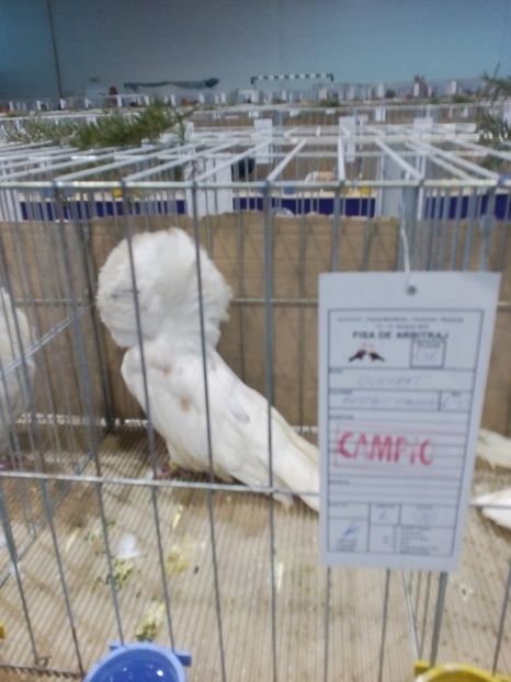  - Expoziție Moșnița Nouă Timiș