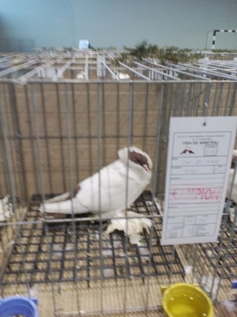  - Expoziție Moșnița Nouă Timiș