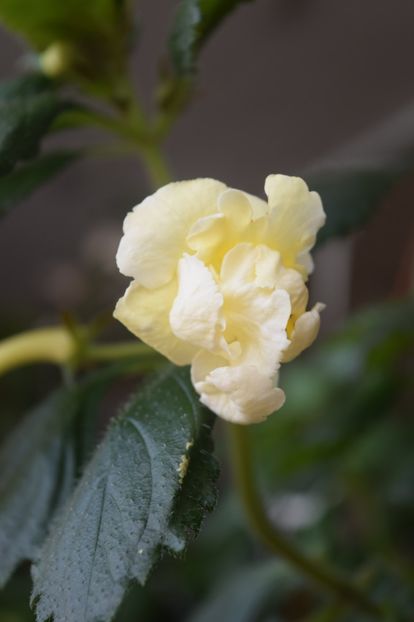  - Achi cu flori duble