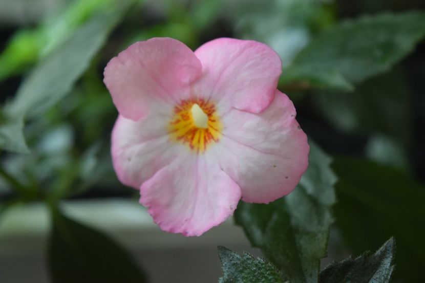  - Achi cu flori simple