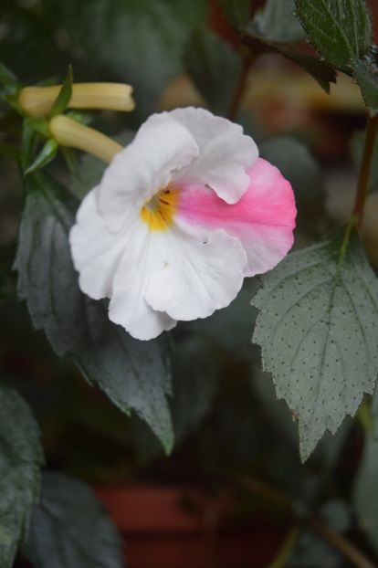  - Achi cu flori simple