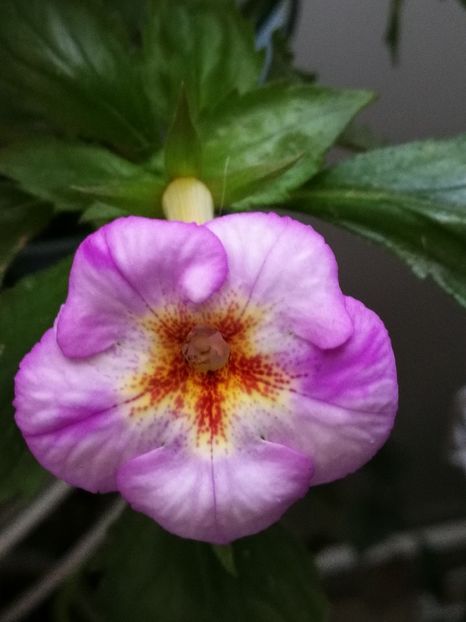 eldorado - Achi cu flori simple