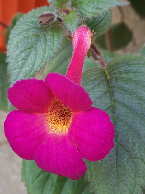  - Achi cu flori simple