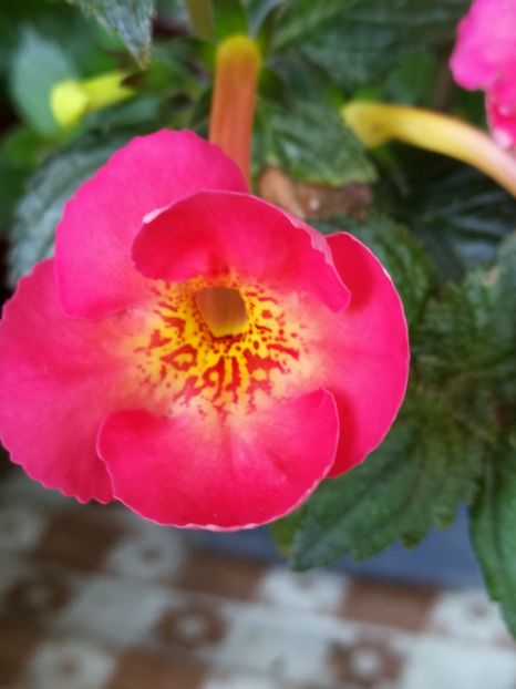  - Achi cu flori simple