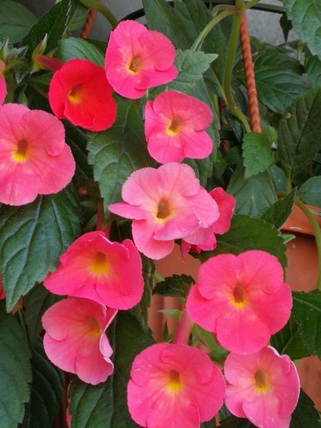  - Achi cu flori simple