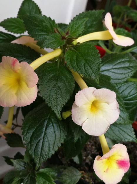  - Achi cu flori simple