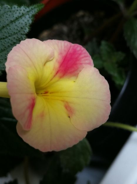  - Achi cu flori simple