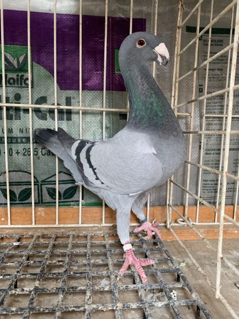 2015 - Germani de frumusete Femele pentru 2019