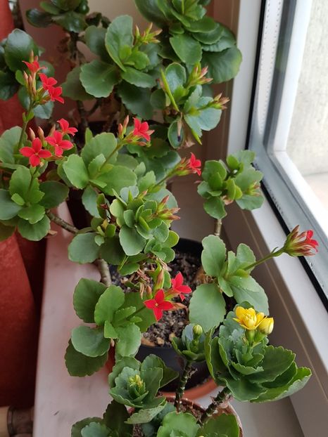 Kalanchoe blossfeldiana- inceput inflorire 2019 - Kalanchoe