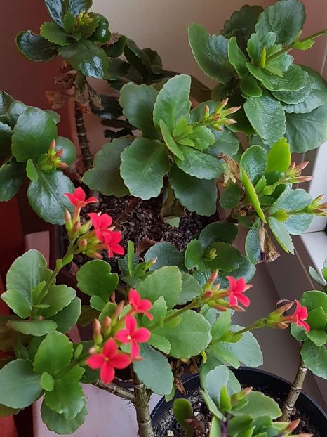  - Kalanchoe