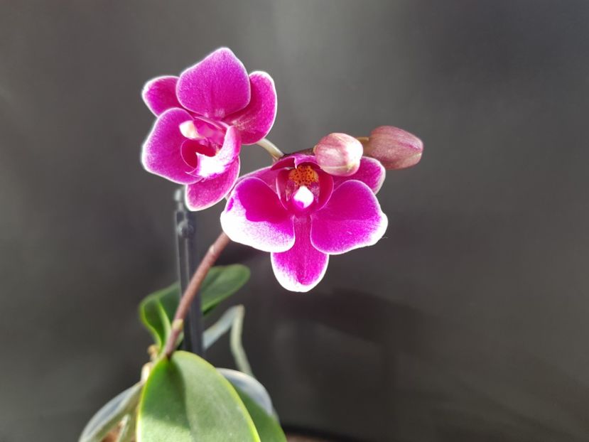  - Phalaenopsis 1