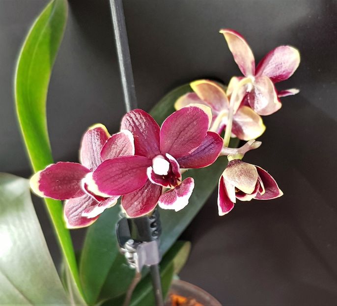  - Phalaenopsis 1