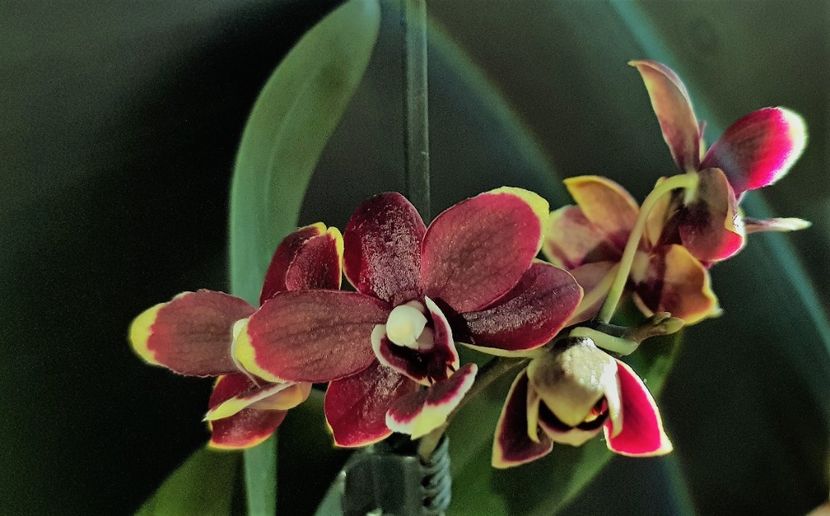  - Phalaenopsis 1