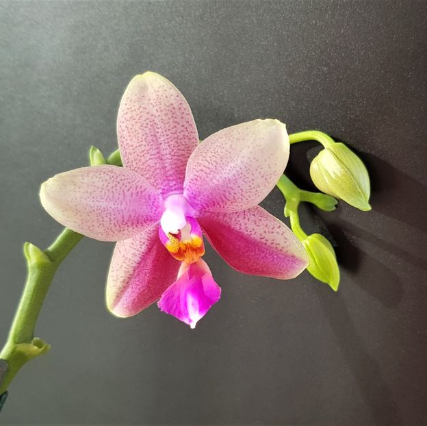  - Phalaenopsis 1