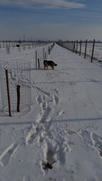  - Livada 1 anul ll 2019