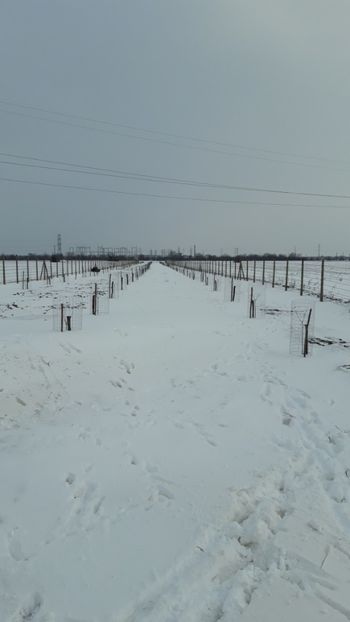  - Livada 1 anul ll 2019