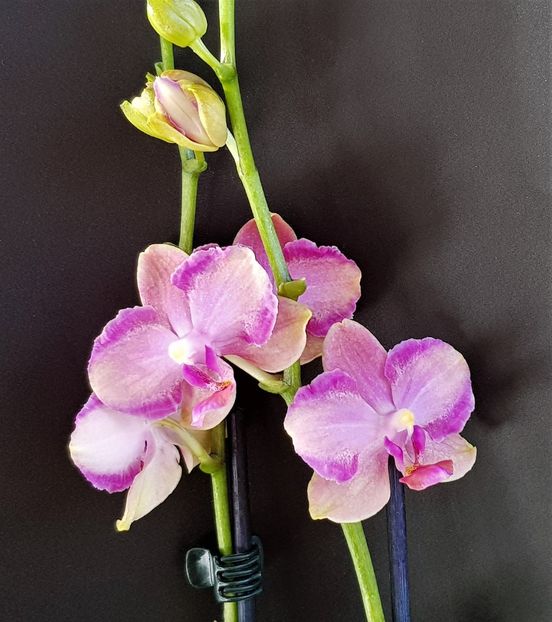  - Phalaenopsis 1