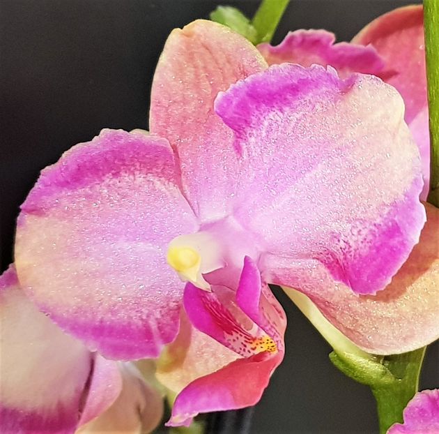  - Phalaenopsis 1
