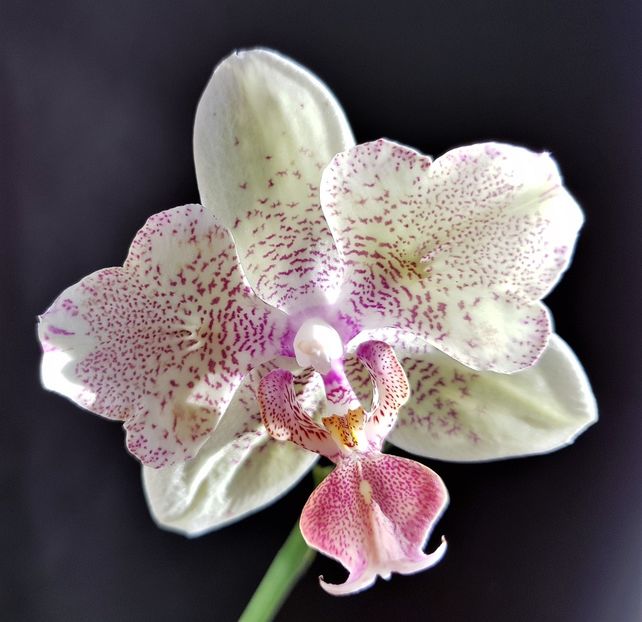  - Phalaenopsis 1