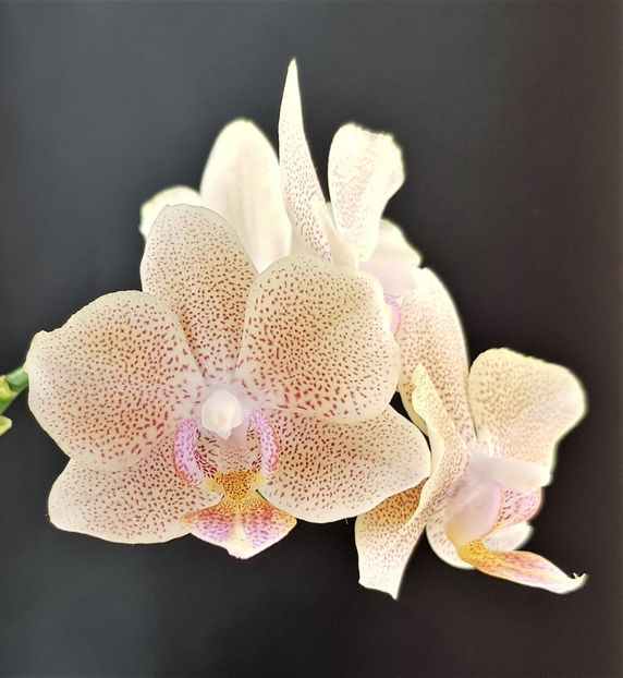 Little Kolibri Star - Phalaenopsis 1