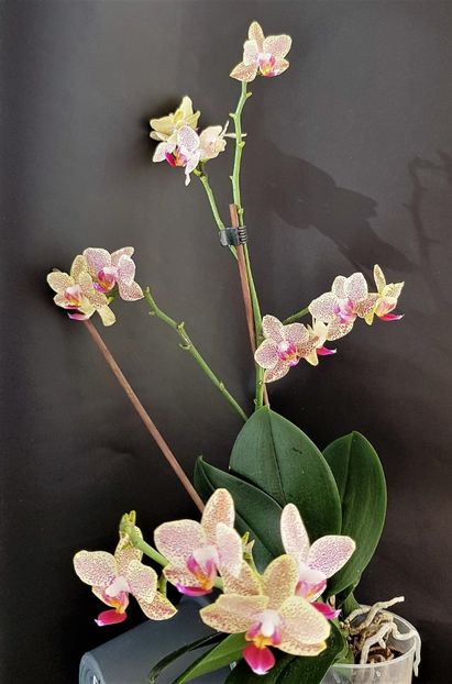  - Phalaenopsis 1