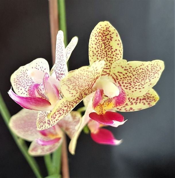 Little Kolibri - Phalaenopsis 1