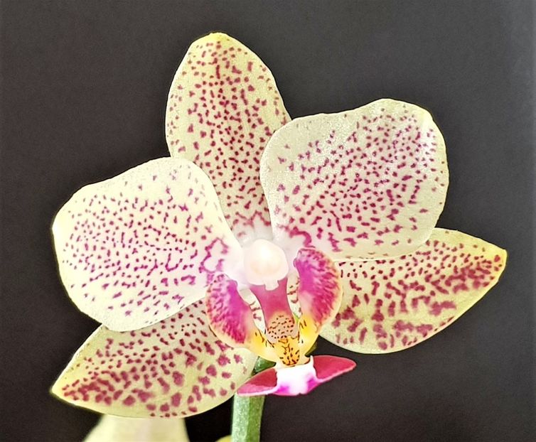  - Phalaenopsis 1