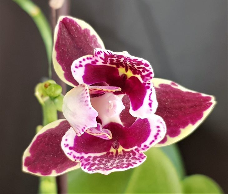  - Phalaenopsis 1